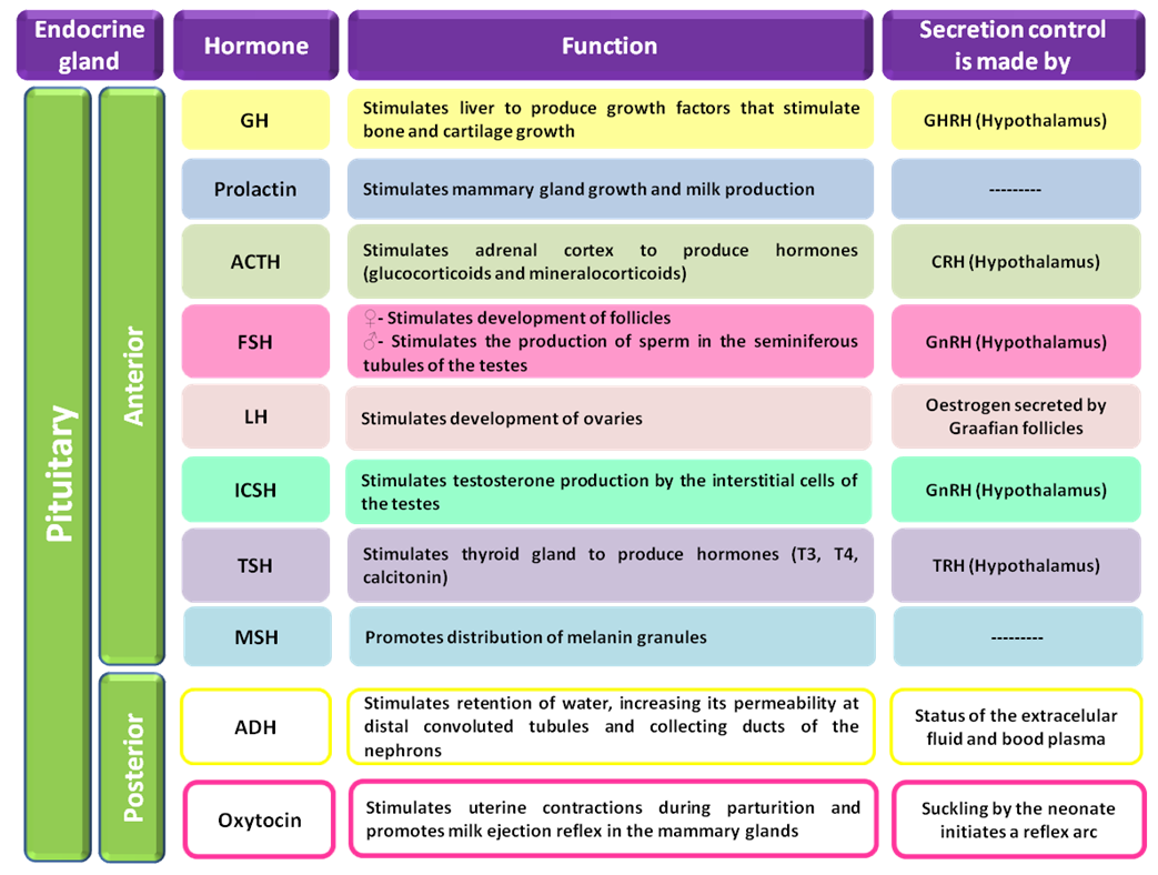 Endocrine Hormone Chart Pdf
